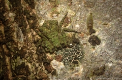 Stephanopis carcinoides