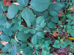 Rubus tereticaulis