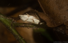 Coesyra hemiphragma