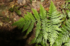 Parapolystichum microsorum