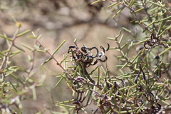 Acacia nyssophylla