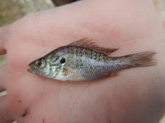 Lepomis humilis
