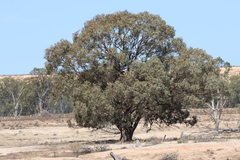 Eucalyptus largiflorens