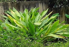 Curcuma angustifolia