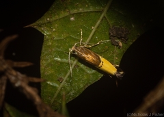 Labdia deliciosella