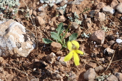 Goodenia arguta