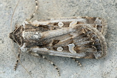 Euxoa adumbrata