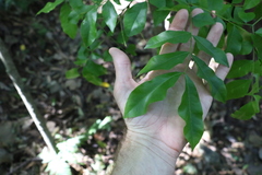 Pararchidendron pruinosum