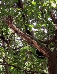 Chloropicus abyssinicus