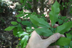 Pararchidendron pruinosum