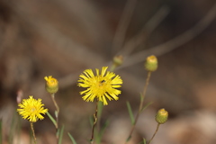 Podolepis rugata rugata