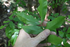 Pararchidendron pruinosum