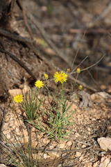 Podolepis rugata rugata