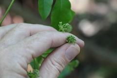 Pararchidendron pruinosum