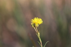 Podolepis rugata rugata