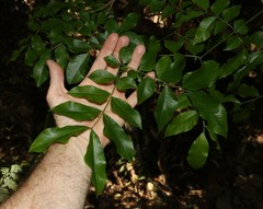 Pararchidendron pruinosum