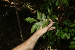 Pararchidendron pruinosum