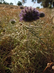 Echinops strigosus