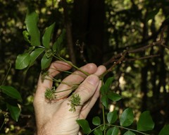 Pararchidendron pruinosum