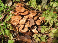 Desarmillaria caespitosa image