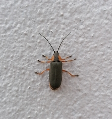 Afronycha emarginata