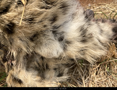 Leptailurus serval serval