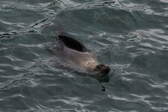 Arctocephalus pusillus