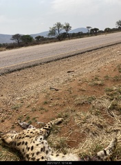 Leptailurus serval serval