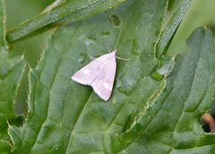 Udea alpinalis