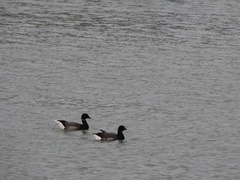 Branta bernicla