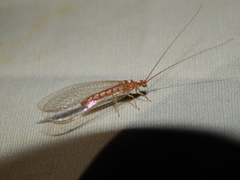 Dysochrysa furcata