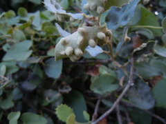 Dryomyia lichtensteinii