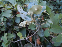 Dryomyia lichtensteinii