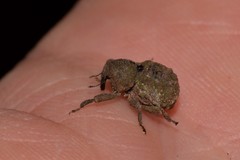 Imaliodes ventralis
