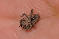 Imaliodes ventralis