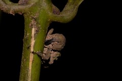 Imaliodes ventralis