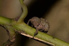 Imaliodes ventralis