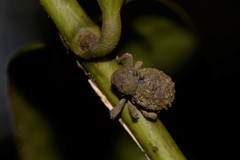 Imaliodes ventralis