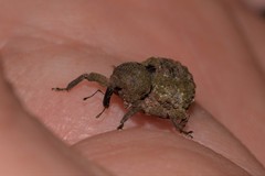 Imaliodes ventralis