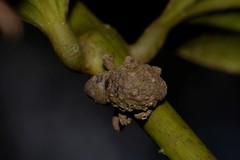 Imaliodes ventralis