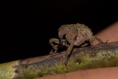 Imaliodes ventralis
