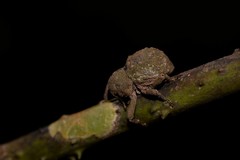 Imaliodes ventralis