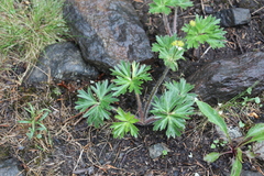 Anemonastrum biarmiense