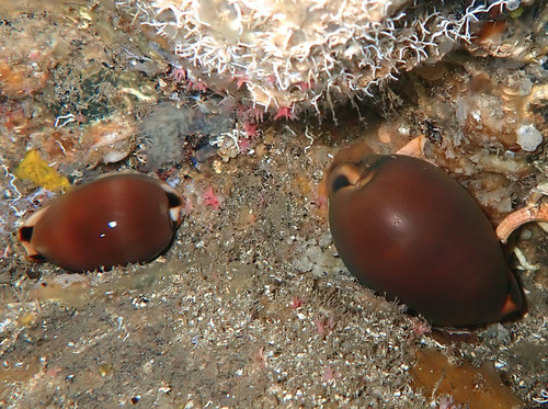 Lurid Cowry