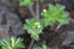Anemonastrum biarmiense