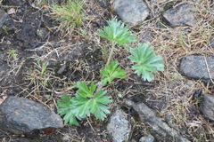 Anemonastrum biarmiense