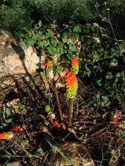 Dryomyia lichtensteinii