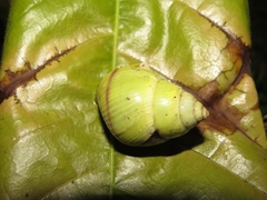 Amphidromus palaceus