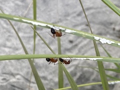 Camponotus floridanus