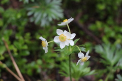 Anemonastrum biarmiense